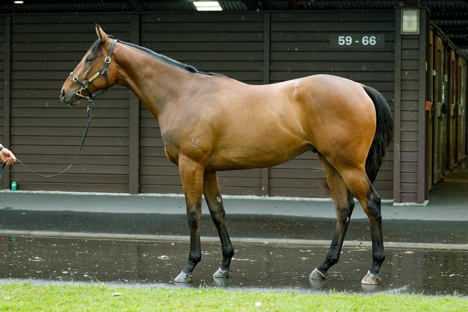 Wild Ruler Kennocha Feature